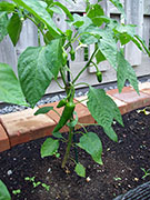 Piment d'Espelette