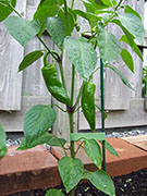 Piment d'Espelette