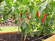 Piment d'Espelette