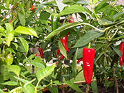 Piment d'Espelette