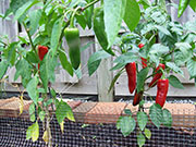 Piment d'Espelette