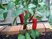 Piment d'Espelette