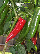 Piment d'Espelette