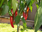 Piment d'Espelette