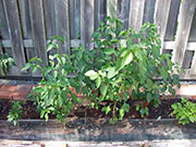 Piment d'Espelette