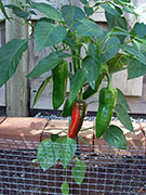 Piment d'Espelette