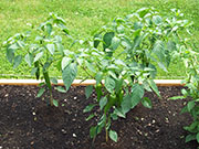 Piment d'Espelette