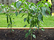 Piment d'Espelette