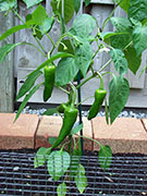 Piment d'Espelette