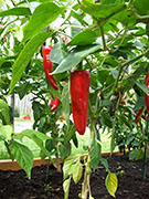 Piment d'Espelette