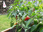 Piment d'Espelette