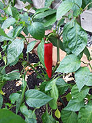 Piment d'Espelette