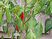 Piment d'Espelette