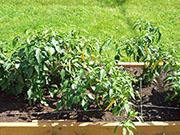 Golden Cayenne