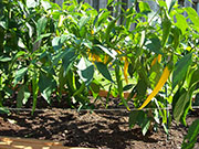 Golden Cayenne