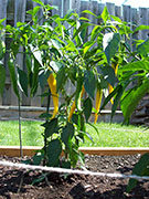 Golden Cayenne