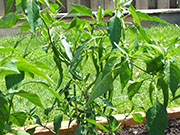 Golden Cayenne