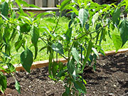 Golden Cayenne