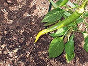 Golden Cayenne