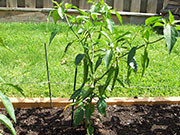 Golden Cayenne