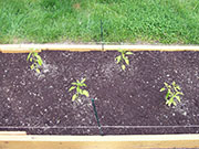 Golden Cayenne