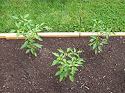 Golden Cayenne