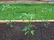 Golden Cayenne