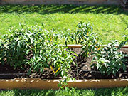 Golden Cayenne