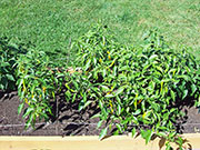 Golden Cayenne
