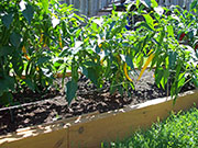 Golden Cayenne