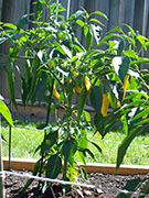 Golden Cayenne