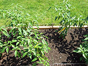Golden Cayenne