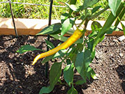 Golden Cayenne