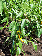 Golden Cayenne