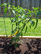 Golden Cayenne