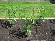 Golden Cayenne