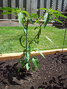 Golden Cayenne