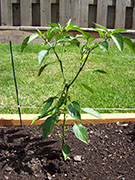 Golden Cayenne