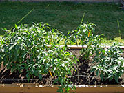Golden Cayenne