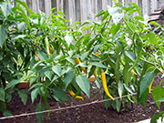 Golden Cayenne
