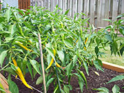 Golden Cayenne