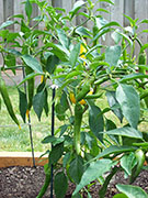Golden Cayenne
