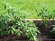Golden Cayenne