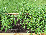 Golden Cayenne