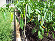 Golden Cayenne