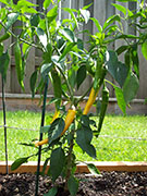 Golden Cayenne