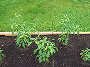 Golden Cayenne