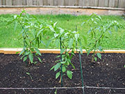 Golden Cayenne