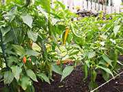 Golden Cayenne