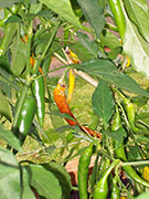 Golden Cayenne